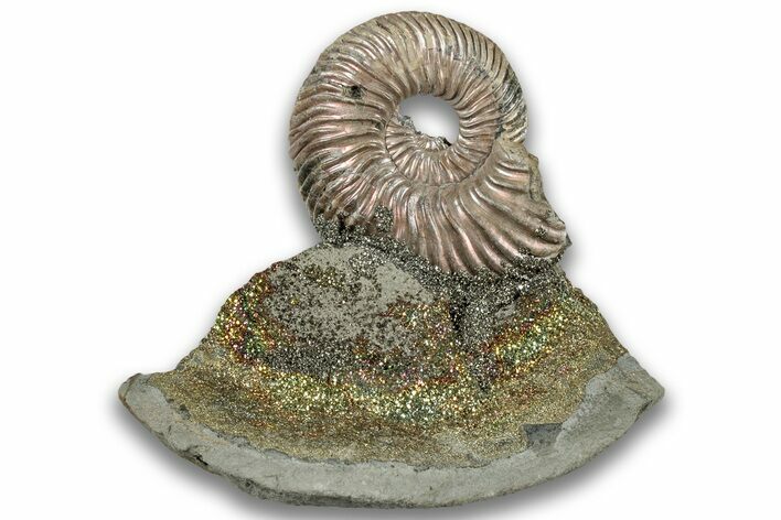 Iridescent, Pyritized Ammonite (Quenstedticeras) Fossil Display #324243